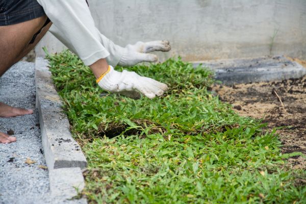 Ground Cover Planting in Jacksonville