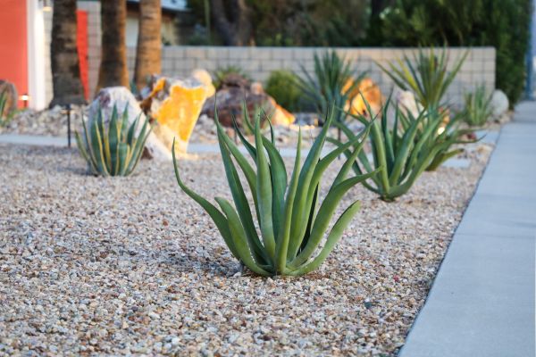Drought Resistant Landscaping in Jacksonville