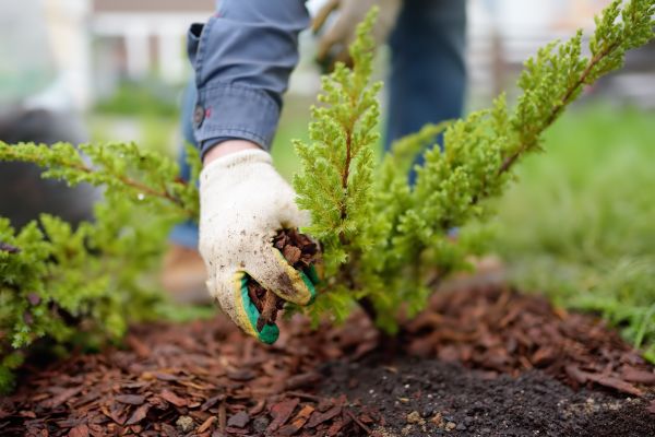Church Mulching in Jacksonville