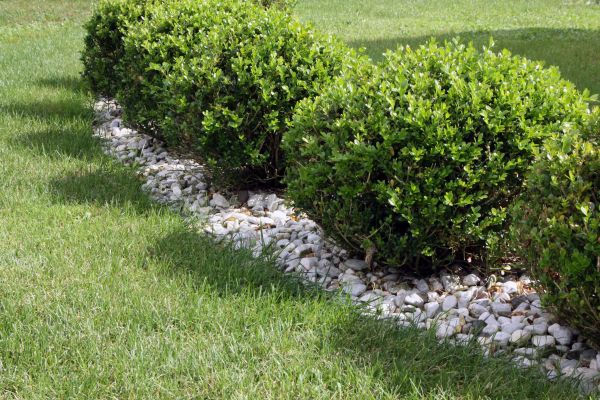 Boxwood Planting in Jacksonville