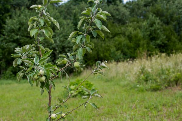 Apple Tree Planting in Jacksonville