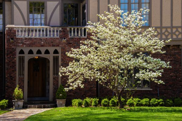 Dogwood Tree Planting in Jacksonville
